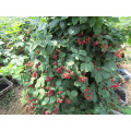 IQF Freezing Organic Blackberry Zl-002